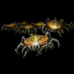 RHINO BEETLE