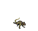 RAT