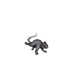 GIANT RAT