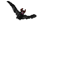 BLACK BAT