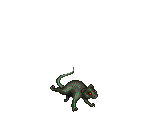KILLER RAT