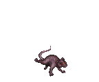RABID RAT