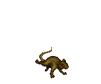 FAT RAT