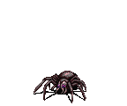 TARANTULA