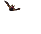ETHERIAL BAT