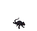 WOLF RAT